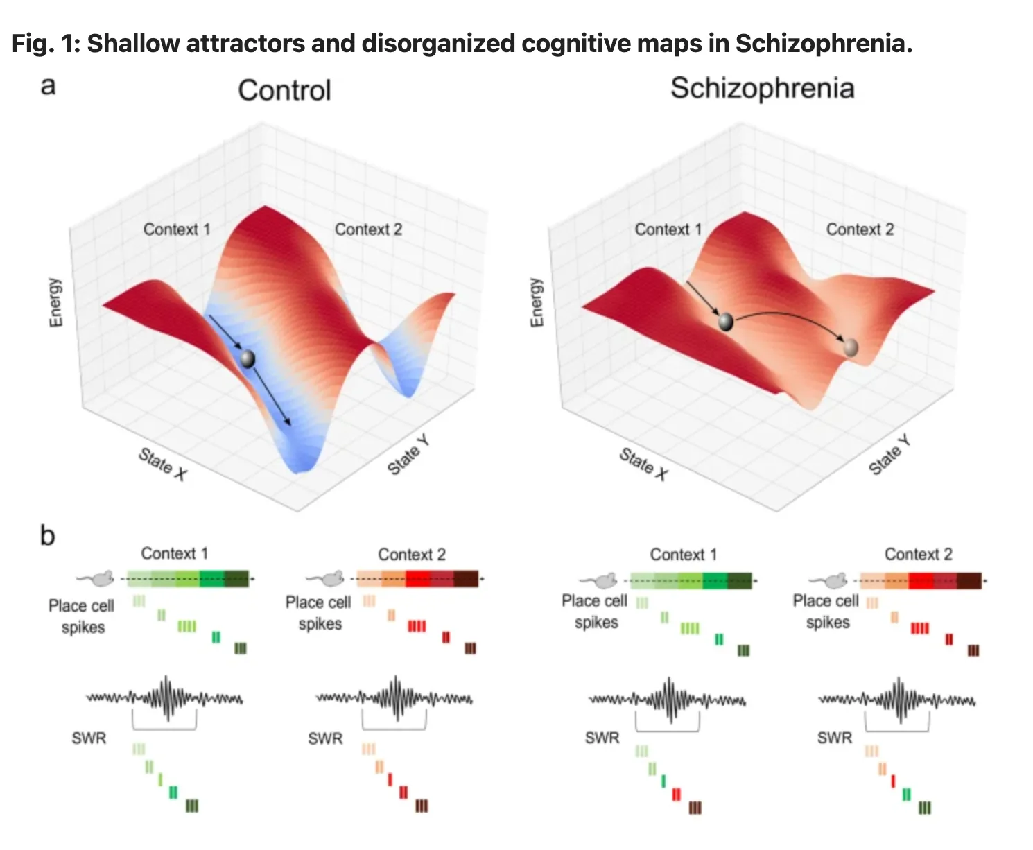Figure 1: Striated vs. shallow cognitive maps in schizophrenia (Musa et al., 2022)